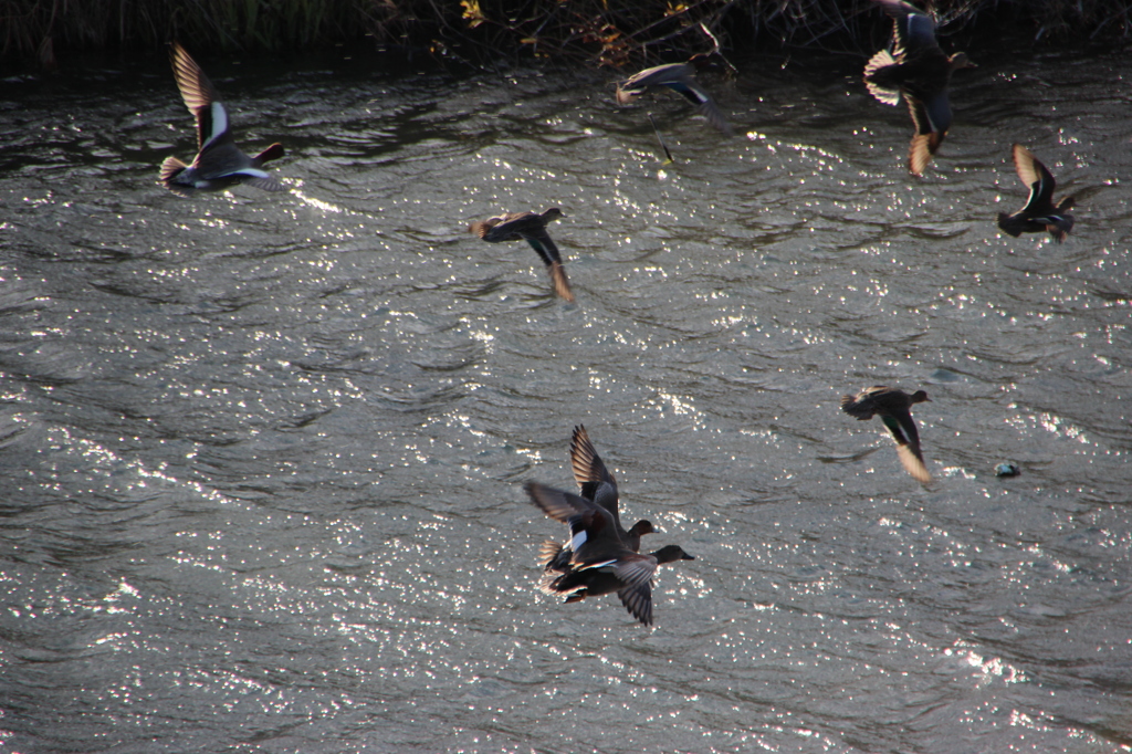 冬～津屋川～私を嫌って逃げるカモ