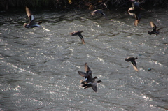 冬～津屋川～私を嫌って逃げるカモ