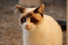 のら猫～黄昏時～政宗（名前）～ドッキとする目つき　「間違えるな私は男だ！」