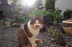 のら猫～ボス（ブー太郎）