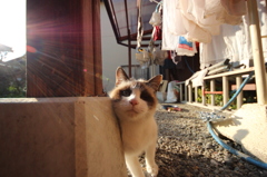 のら猫～政宗～「食べるもん　よこせ！」