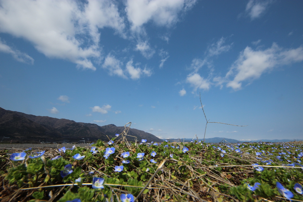 春～田んぼ～あぜ道