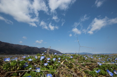 春～田んぼ～あぜ道