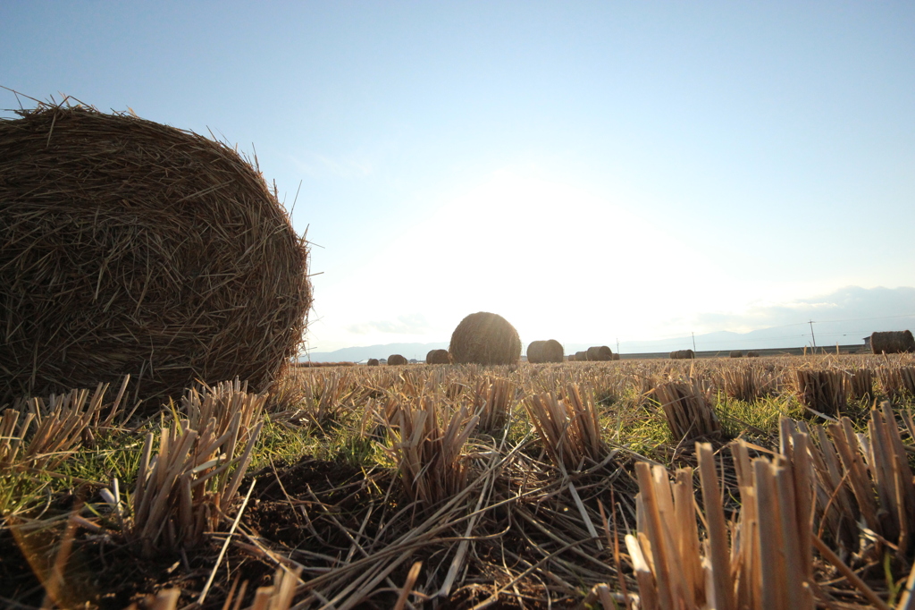 冬～田んぼ～牛の餌