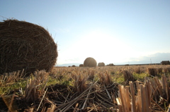 冬～田んぼ～牛の餌