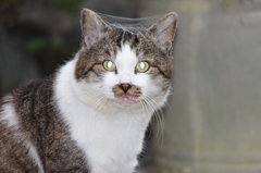 のら猫～地域住人～ボス（ブー太郎）