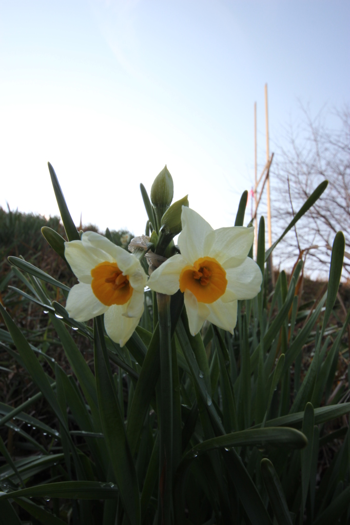 早春～堤防～水仙