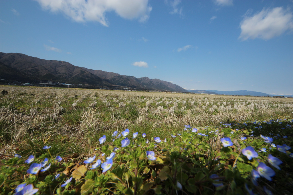 春～田んぼ～野上がり・・・