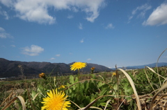 春～田んぼ～あぜ道
