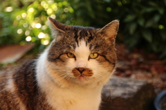 のら猫～黄昏時～ボス（ブー太郎）