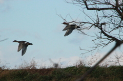 冬～津屋川～私を嫌って逃げるカモⅡ