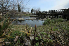 春～ハリヨのいる小川