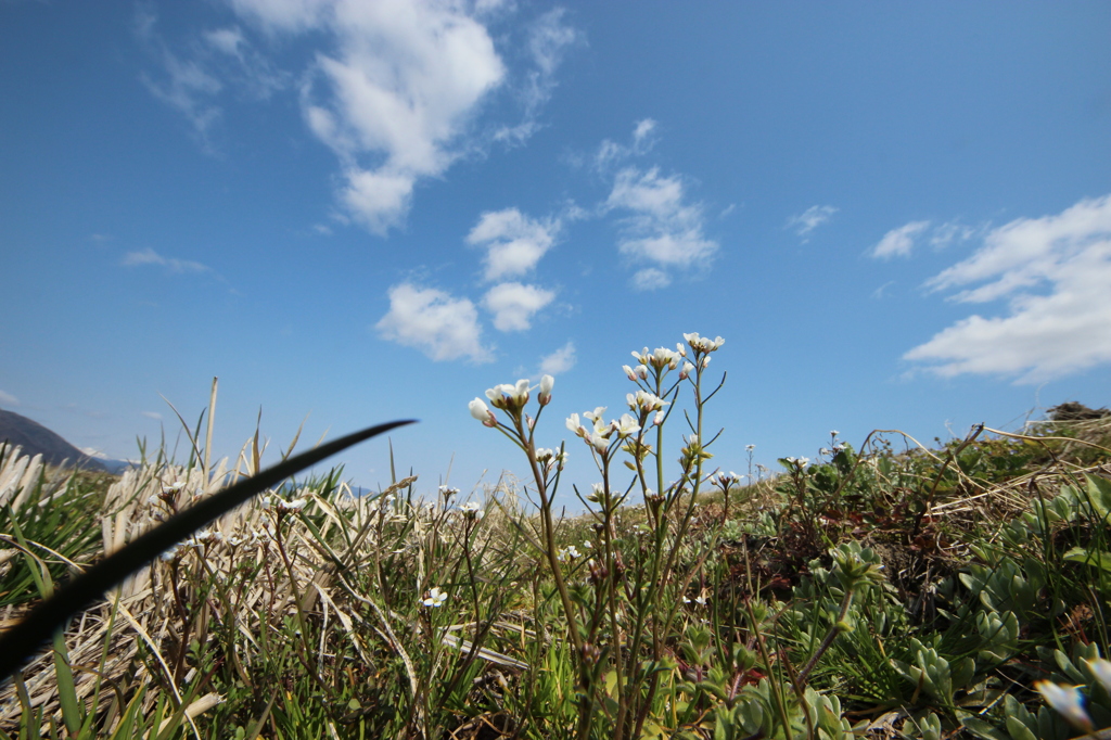 春～田んぼ～あぜ道