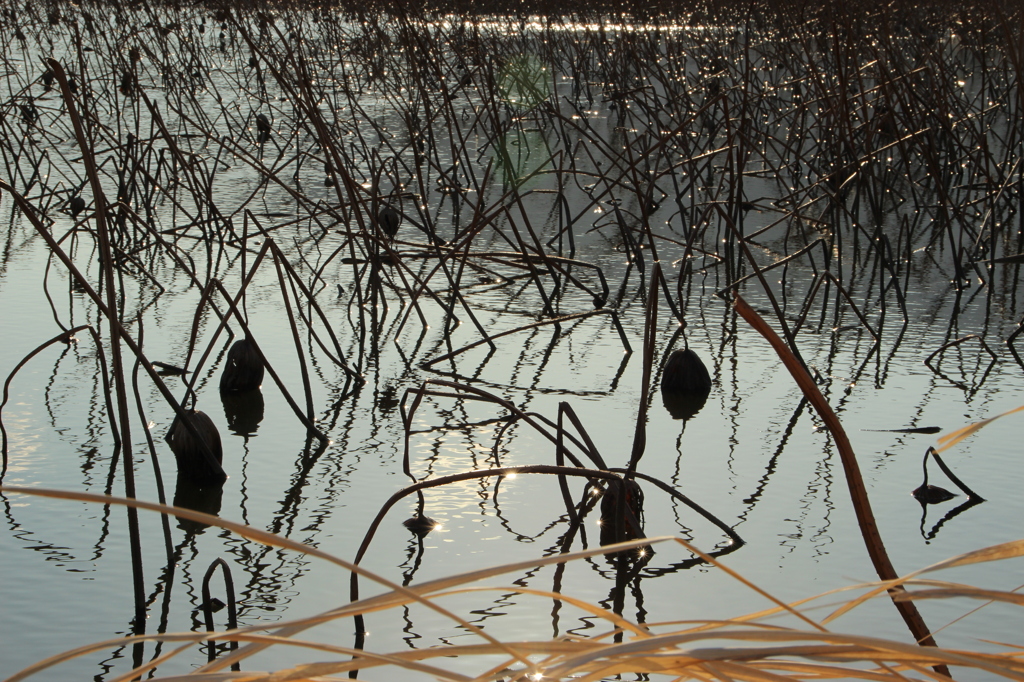 冬～用水池～蓮池