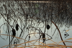 冬～用水池～蓮池