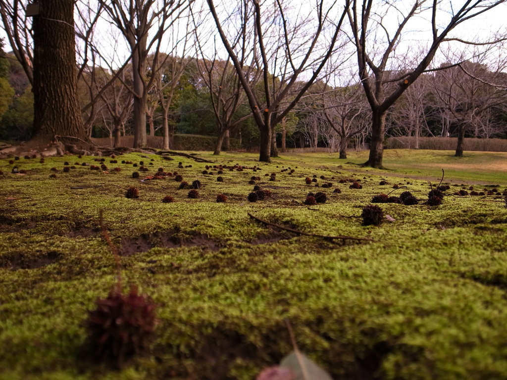 苔と実