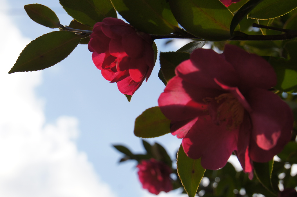 花。