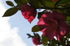 花。