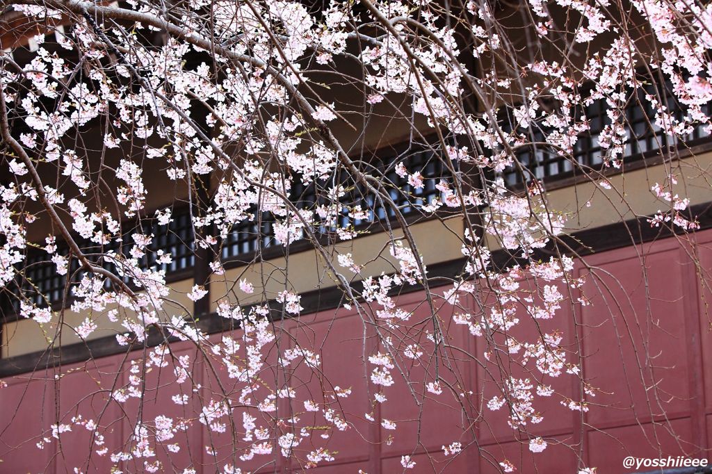 春爛漫　花すだれ