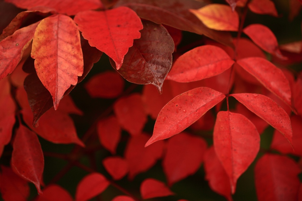 紅の葉