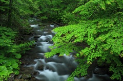 緑彩の渓