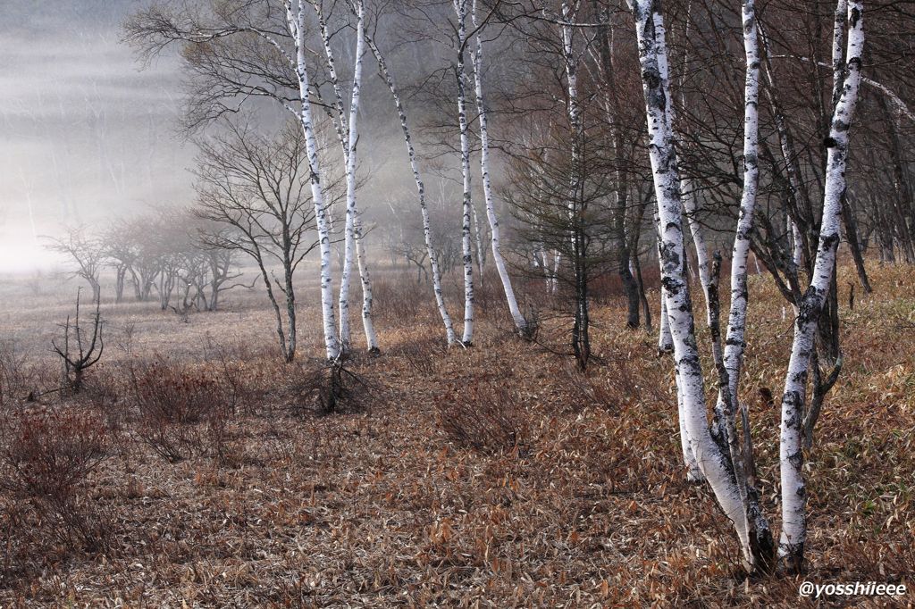 霧の白樺林