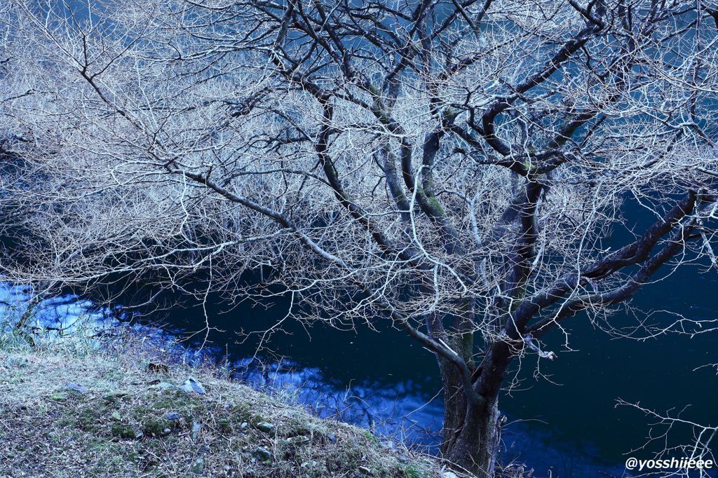 霧氷輝く