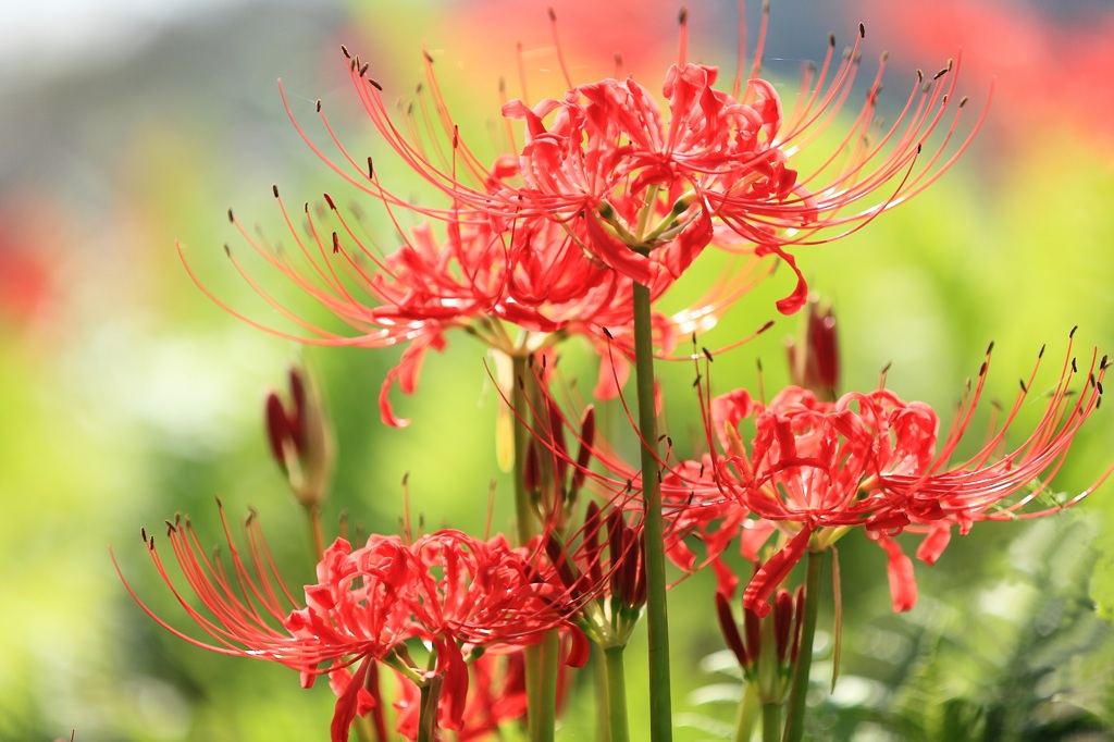 秋想花