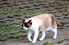 エサはどこじゃ！