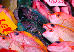 南国魚