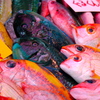 南国魚