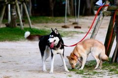 ビーチ犬