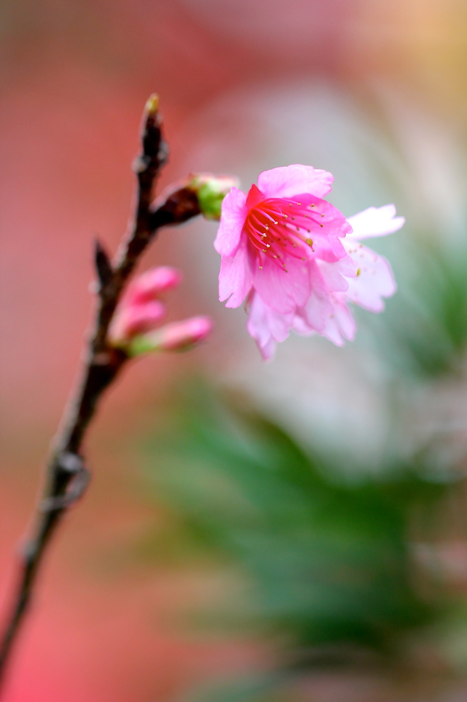 桜さん^.^