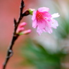 桜さん^.^