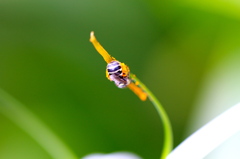 お腹に花粉