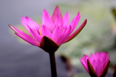 大好きな花
