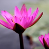 大好きな花