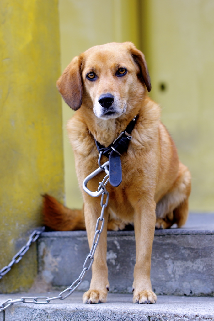 番犬
