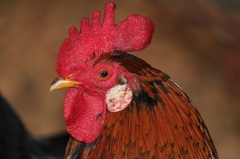 鶏