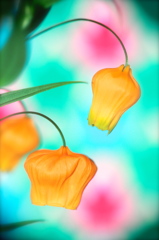 花ランプ