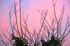 夕焼けに咲く桜