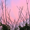 夕焼けに咲く桜