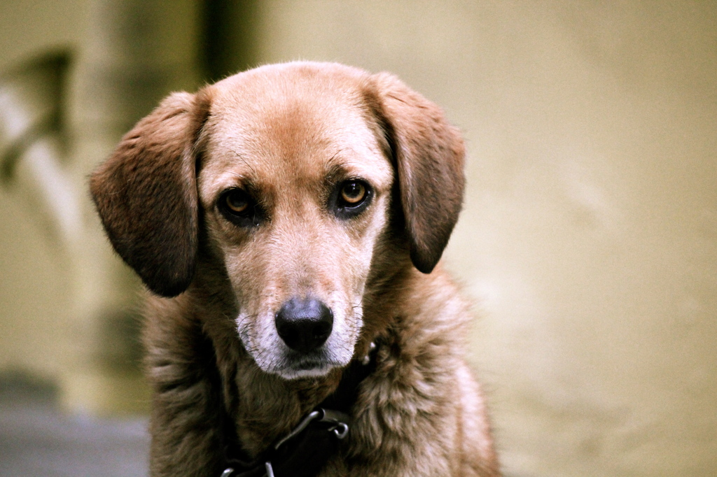 番犬
