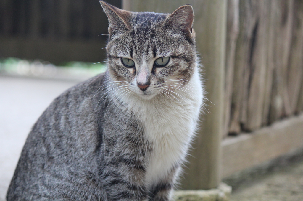 沖縄＊識名園＊猫