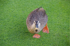 キレた鴨