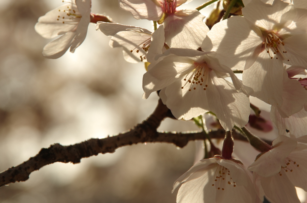 朝桜