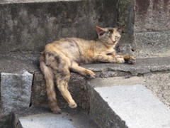 くたびれ猫