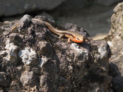 ヤモリ