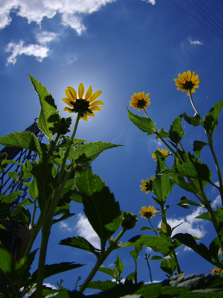 sun flower