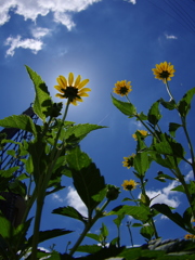 sun flower
